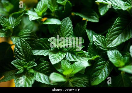 Vibrante verde fresco menta pianta primo piano macro Foto Stock