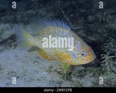 Pesci marini di zucca (Lepomis gibbosus), sito di immersione Pumpwerk Rueschlikon, Lago di Zurigo, Cantone di Zurigo, Svizzera Foto Stock