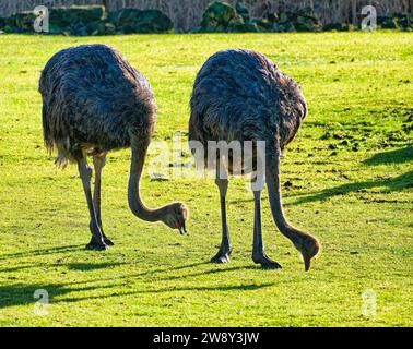 Struzzo comune (Struthio camelus), prigioniero, distribuzione Africa Foto Stock