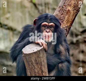 Ritratto animale, scimpanzé occidentale (Pan troglodytes verus), prigioniero, distribuzione dell'Africa centrale e occidentale Foto Stock