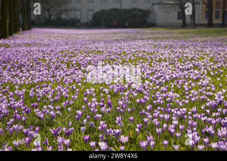 I prati di croco Pillnitz, migliaia di croci annunciano la primavera nei prati del Pillnitz Palace Park a marzo Foto Stock