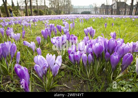 I prati di croco Pillnitz, migliaia di croci annunciano la primavera nei prati del Pillnitz Palace Park a marzo Foto Stock