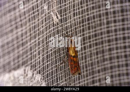 Plodia interpunctella famiglia Pyralidae tribù Phycitini pasto indiano falena natura selvaggia insetti carta da parati, foto, fotografia Foto Stock