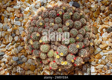 Capezzoli texani cactus (Mammillaria prolifera), Cactaceae. Piante succulente ornamentali. cactus rari. forma globulare, fiore giallo. Foto Stock