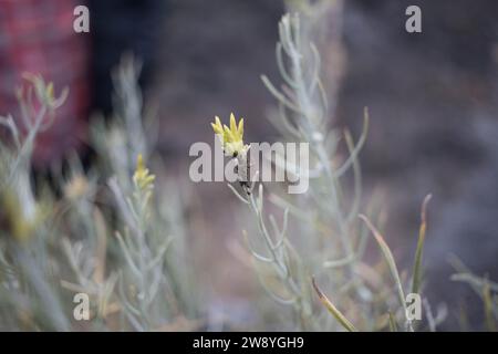 Primo piano del coniglio grigio nel Lava Beds National Park, California, USA. Foto Stock