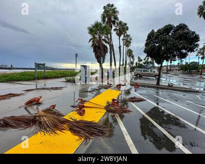 Santa Barbara, California, USA. 21 dicembre 2023. Le fronde delle palme abbattute gettano le strade nei parcheggi lungo la spiaggia, creando ulteriori pericoli stradali. Una tempesta californiana ha portato forti piogge e venti nella California meridionale. Gravi inondazioni si sono verificate intorno alla città e alle comunità vicine. (Immagine di credito: © Amy Katz/ZUMA Press Wire) SOLO USO EDITORIALE! Non per USO commerciale! Foto Stock