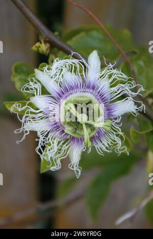 Primo piano di fiori di frutto della passione con sfondo di una recinzione di legno Foto Stock