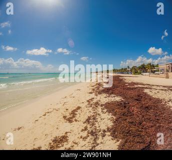 La bellissima spiaggia caraibica è sporca e sporca, il brutto problema del sargazo delle alghe a Playa del Carmen Quintana Roo, Messico Foto Stock