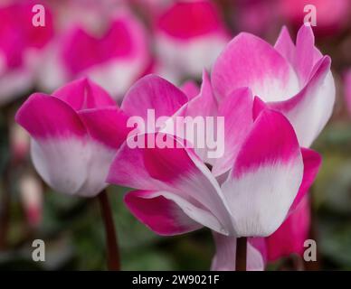 Fiori ciclamini in fiore in inverno Foto Stock