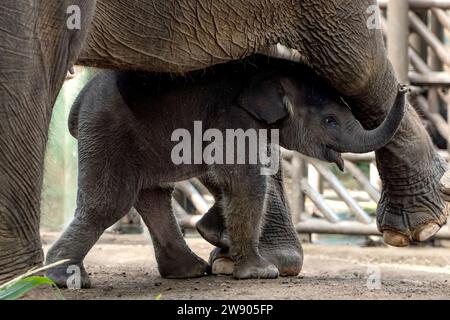 Pechino, Indonesia. 22 dicembre 2023. Un elefante di Sumatra maschio di ventotto giorni si trova vicino a sua madre allo zoo di Bali nel distretto di Gianyar, Bali, Indonesia, il 22 dicembre 2023. Crediti: Dicky Bisinglasi/Xinhua/Alamy Live News Foto Stock