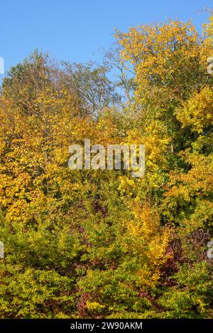 Colori colorati in autunno con foglie colorate sui cespugli e il paesaggio Foto Stock