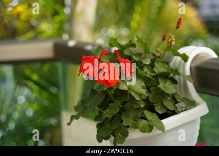 Fiori rossi di geranio da giardino in pentola. Pelargonium Foto Stock