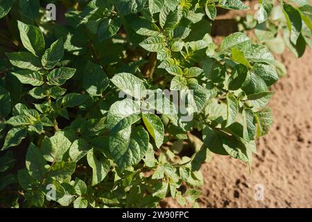 Patate. File di germogli di piante giovani in un letto immerso su un terreno di fattoria Foto Stock