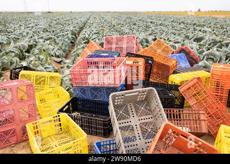 contenitori di plastica colorati in un campo agricolo di cavolo bianco Foto Stock