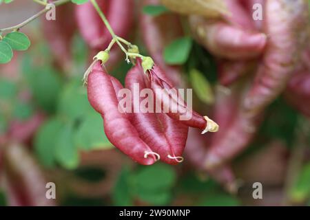 Pianta vescica senna, Colutea arborescens, baccelli di semi in primo piano con uno sfondo sfocato di foglie. Foto Stock