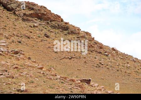 I cacciatori di aquile del Kirghizistan dimostrano la caccia all'aquila Foto Stock