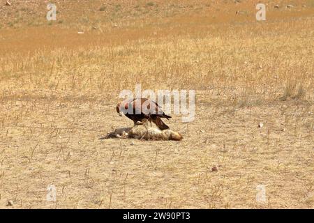 I cacciatori di aquile del Kirghizistan dimostrano la caccia all'aquila Foto Stock