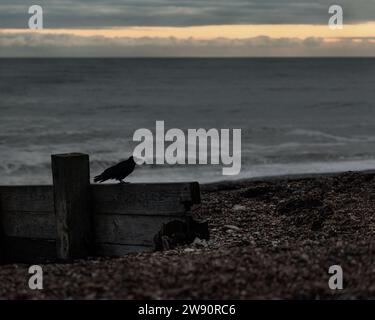 Silhouette di corvo sulla spiaggia di Worthing, West Sussex, Regno Unito Foto Stock