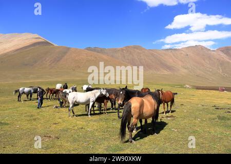 20 agosto 2023 - Kirghizistan in Asia centrale: Gente che munge il mare per ottenere latte per i kumis al passo Ala-bel Foto Stock