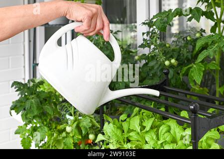 Coltivare erbe fresche a casa in estate sul balcone in vasi di fiori. Stile di vita sostenibile, verdure fresche biologiche coltivate a casa Foto Stock