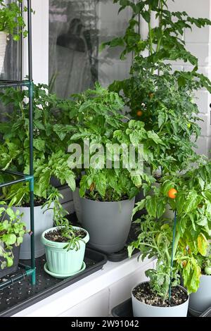 Coltivare erbe fresche a casa in estate sul balcone in vasi di fiori. Stile di vita sostenibile, verdure fresche biologiche coltivate a casa Foto Stock