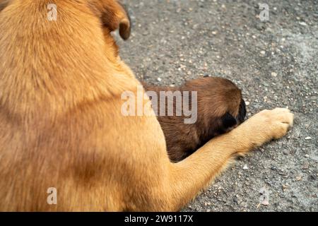 Un cucciolo di un mese giace accanto alla gamba della madre. Foto Stock