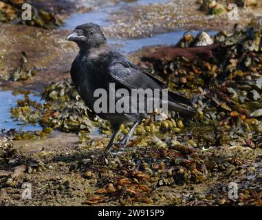 Un corvo è un uccello del genere Corvus, o più in generale un sinonimo di tutto il Corvus. La parola "corvo" è usata come parte del nome comune di molte specie. Foto Stock