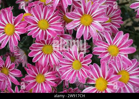 In Full Bloom: A Tapestry of Colors in My Garden Haven Foto Stock