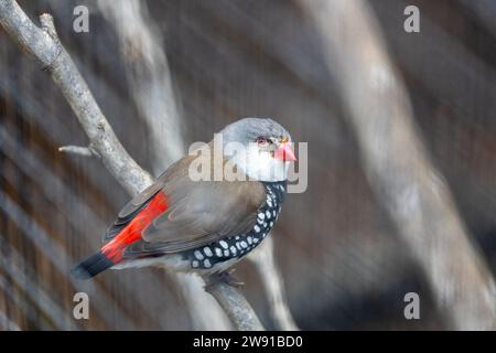 L'incantevole Diamond Firetail, la guttata Stagonopleura, abbellisce i paesaggi australiani con il suo piumaggio gioiello. Un piccolo finch che irradia tonalità vivaci, em Foto Stock