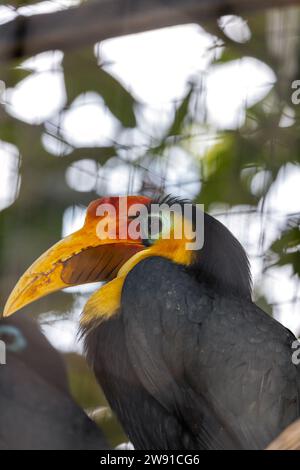 Lo squisito Hornbill rugoso, Aceros corrugatus, abbellisce le foreste pluviali del sud-est asiatico. La sua esclusiva cascata increspata e il vivace piumaggio dipingono un pictu Foto Stock