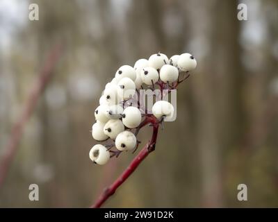 Bacche bianche su un ramo di dogwood rosso abbaiato Foto Stock