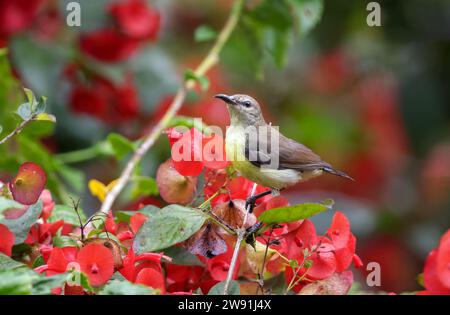 sunbird viola femminile su fiore rosso. Questa foto è stata scattata dal Bangladesh. Foto Stock