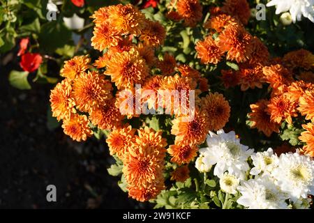 Ravvicinati campo di erba verde e margherite e danzatori in fiore, un prato in primavera. Foto Stock