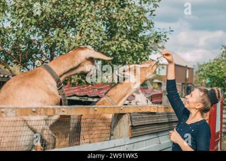 Donna sorridente che dà da mangiare alle capre nel capanno Foto Stock