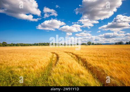 Regno Unito, Scozia, piste di pneumatici che si estendono su un vasto campo di orzo (Hordeum vulgare) in estate Foto Stock