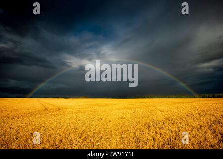 Regno Unito, Scozia, arcobaleno contro nuvole di tempeste scure su un vasto campo di orzo (Hordeum vulgare) Foto Stock