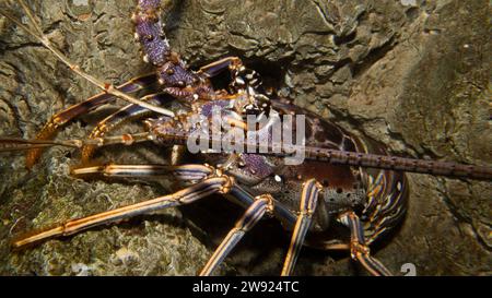 Primo piano dell'aragosta caraibica Spiny, Panulirus argus Foto Stock