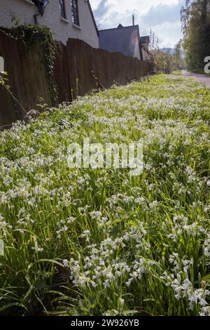 Aglio selvatico o ramson, Allium ursinum, Govilon, Galles, Regno Unito Foto Stock