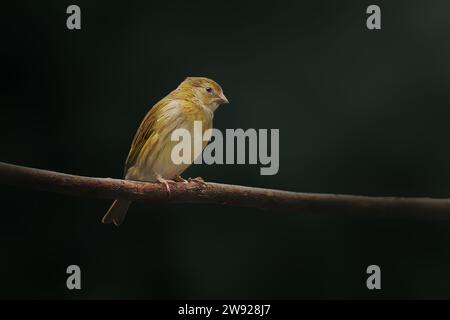 Uccello femmina di Finch dello zafferano (Sicalis flaveola) Foto Stock