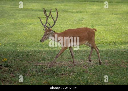 Cervo rosso maschio con Antlers in velluto (Cervus elaphus) Foto Stock