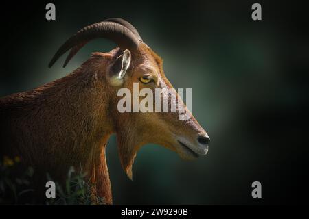 Ritratto delle pecore barbaresche (Ammotragus lervia) Foto Stock