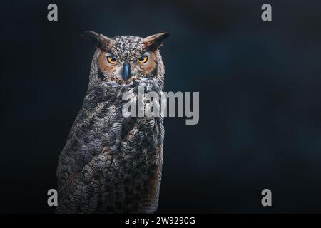 Gufo cornuto sudamericano (Bubo virginianus nacurutu) - uccello notturno Foto Stock