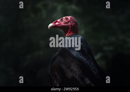 Uccello avvoltoio di tacchino (Cathartes aura) Foto Stock