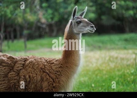 Guanaco (Lama guanicoe) - camelide sudamericano Foto Stock