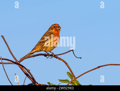 Un Finch della casa (Haemorhous mexicanus) arroccato su un ramo. California, USA. Foto Stock