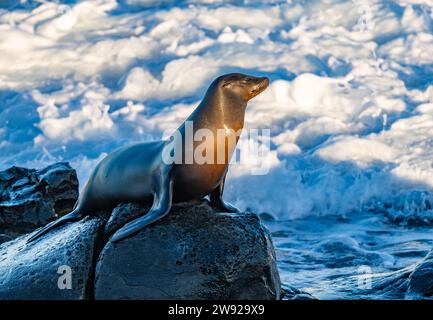 Uno Zalophus californianus (Zenned Out California Sea Lion) si trova su una roccia contro onde schiaccianti sulla costa della California meridionale, Stati Uniti. Foto Stock