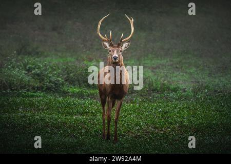 Maschio rosso cervo (Cervus elaphus) Foto Stock