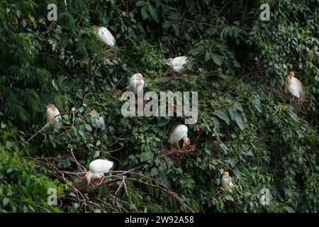 Erba bovina (Bubulcus ibis) con piumaggio della stagione riproduttiva Foto Stock
