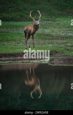 Cervo rosso maschio in uno stagno con riflesso dell'acqua (Cervus elaphus) Foto Stock