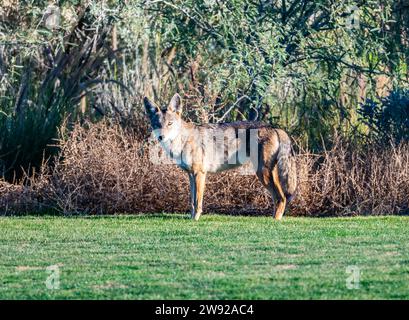 Un Coyote selvaggio (Canis latrans) che giace intorno a un quartiere residenziale. California meridionale, Stati Uniti. Foto Stock